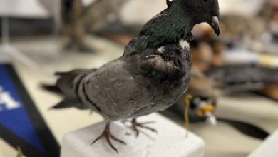 ثورة في عالم التجسس.. طيور آلية غير قابلة للكشف!