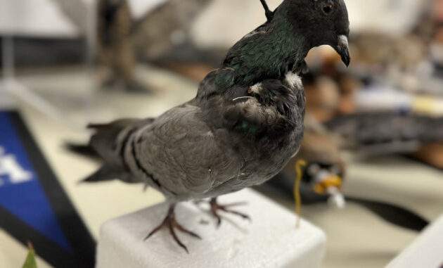 ثورة في عالم التجسس.. طيور آلية غير قابلة للكشف!